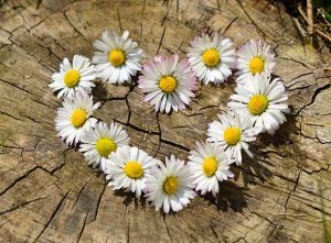 Daisies arranged in a heart