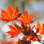 close up of bright orange leaves on a branch